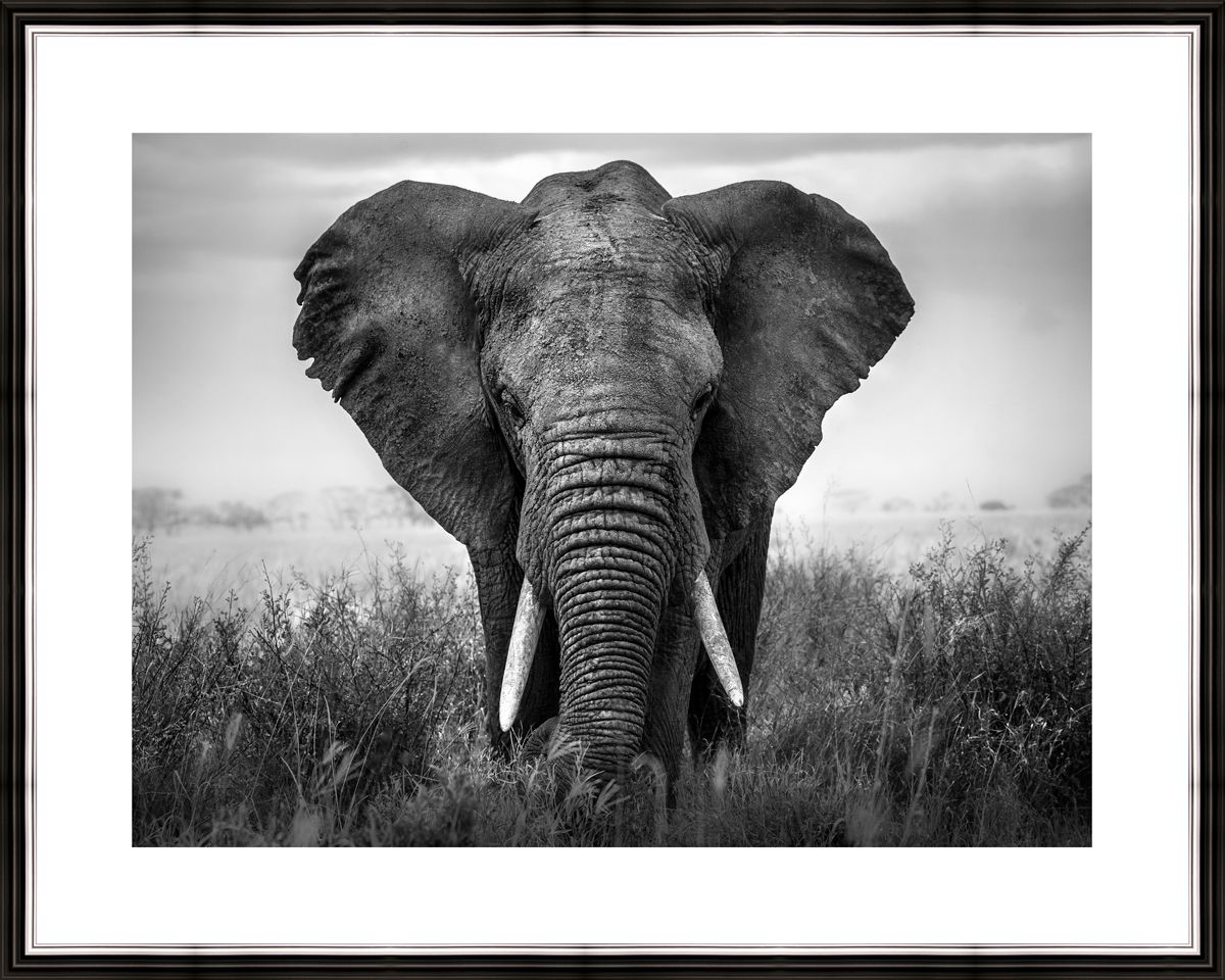 Картина в багете 50x40 см "Африканский слон" BE-103-320