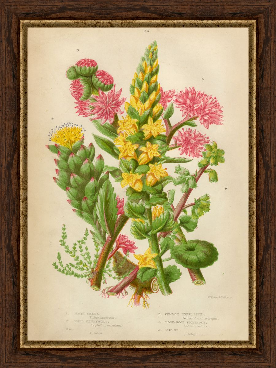 Картина в багете 30x40 см "Цветы и растения 1" BE-103-357