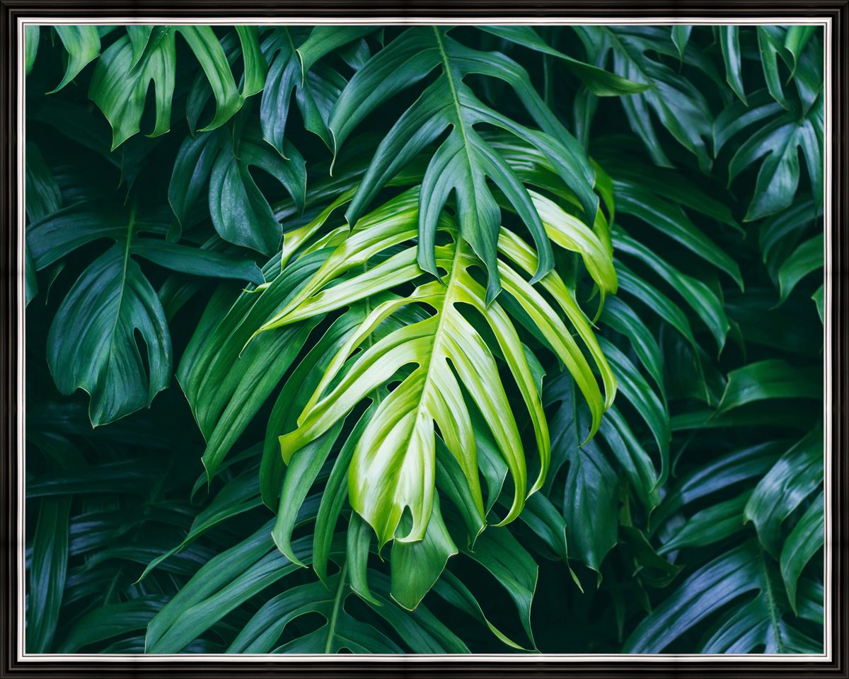 Картина в багете 50x40 см "Тропическое растение" BE-103-266