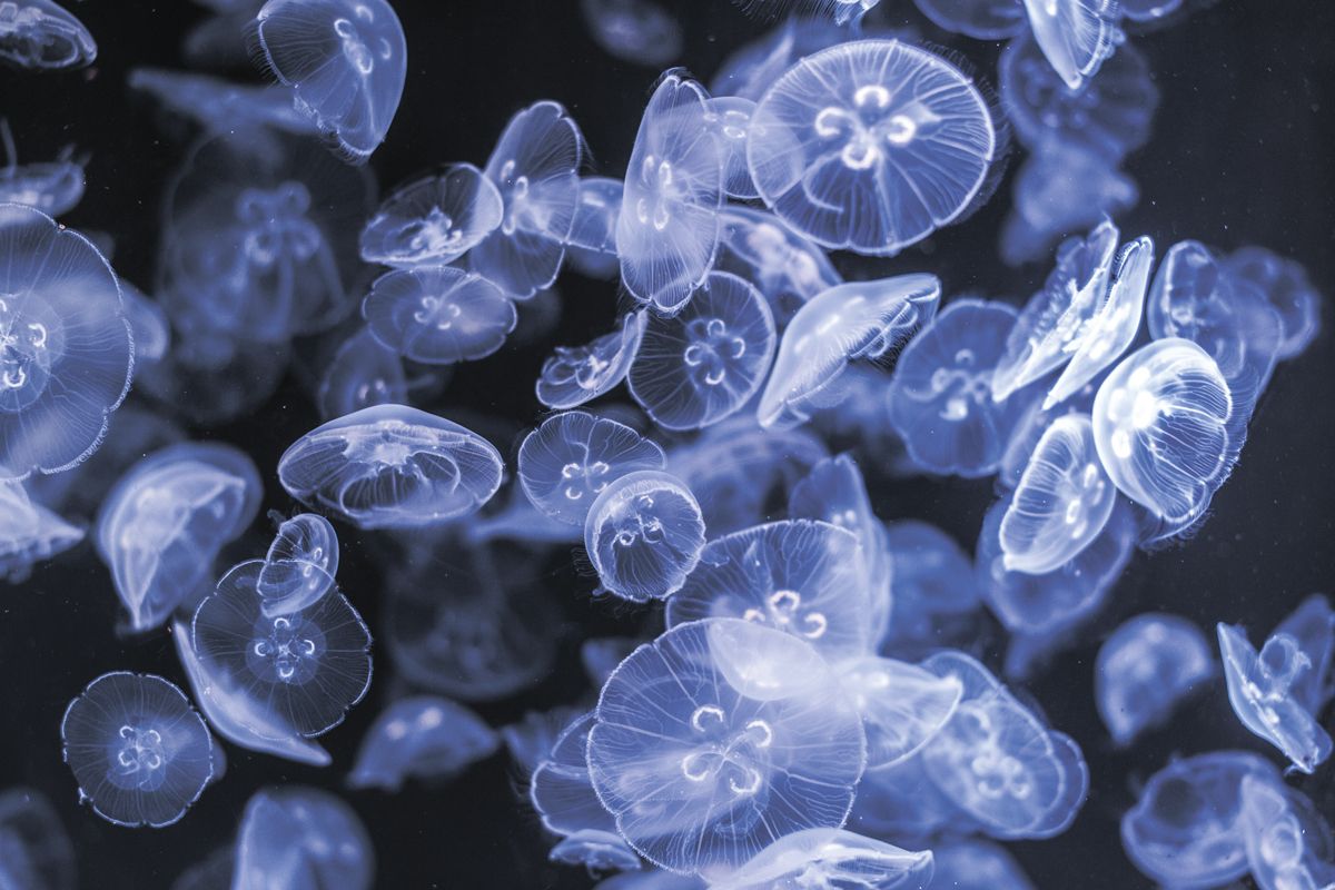 Картина на стекле 30x20 см. Синие медузы SE-102-170